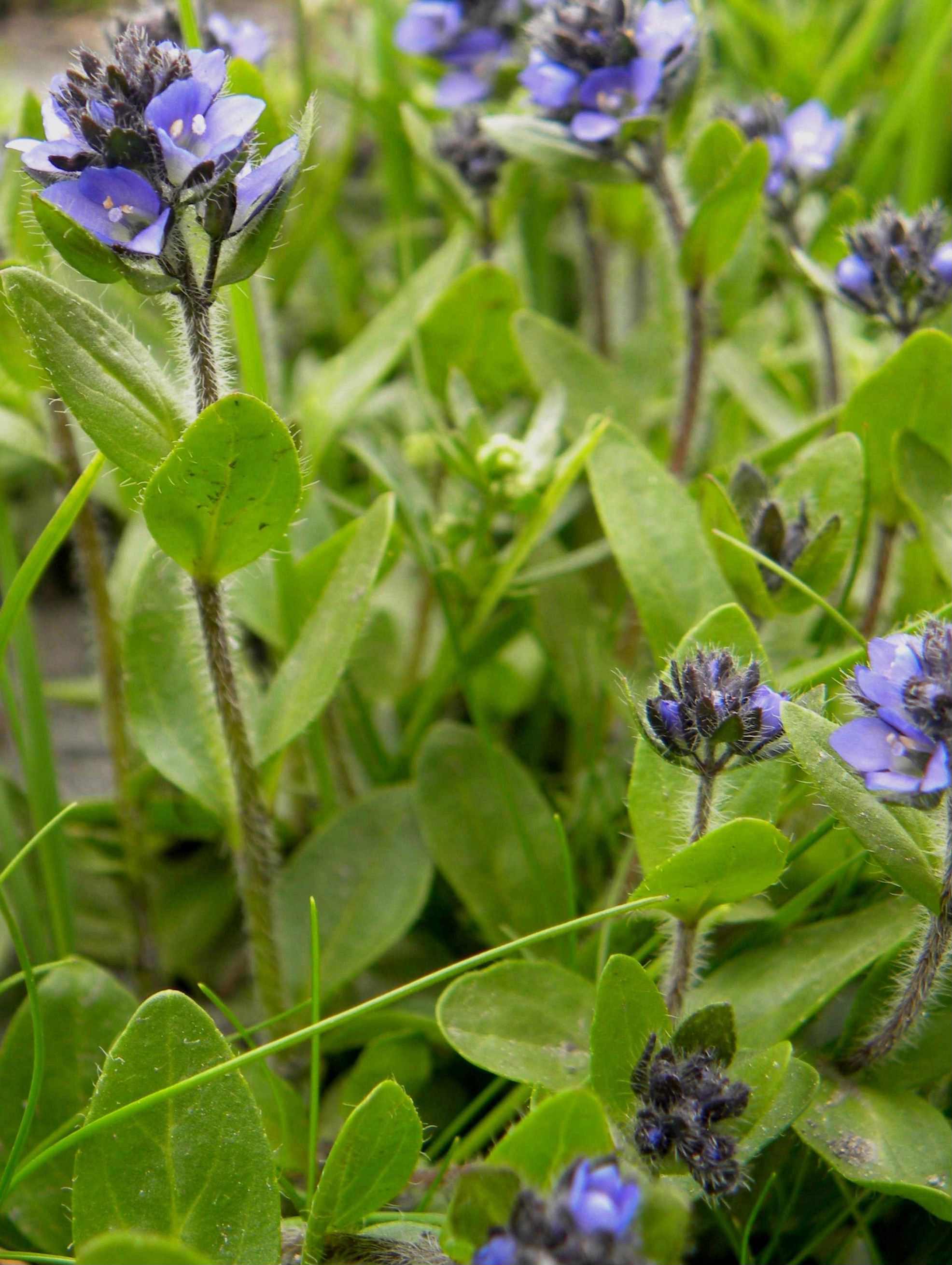 Veronica alpina